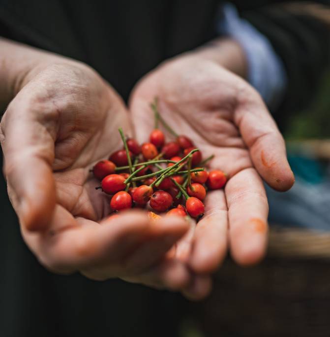 Hawthorn Berries