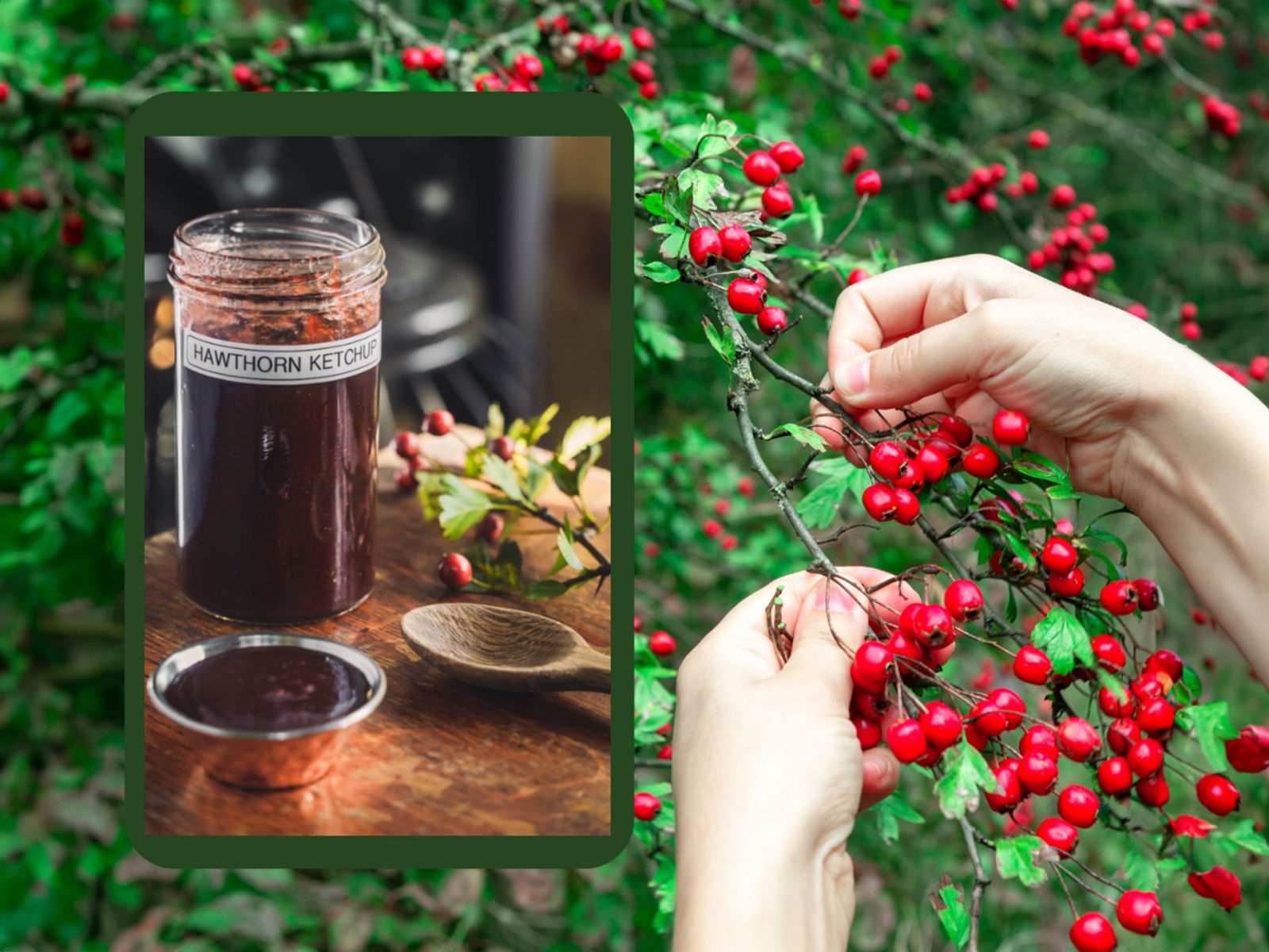 Hawthorn Berries and a container of Hawthorn Ketchup