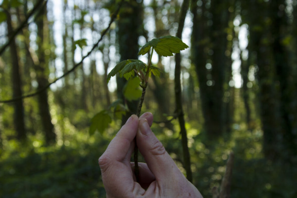 Foraging Folklore Woodland Walk Hand holding small plant