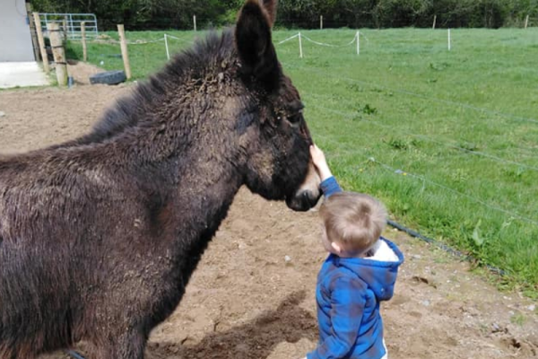 Boy petting Donkey at Dots Plots