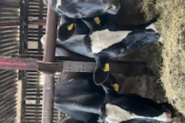 Cows at Salt Rock Dairy farm