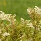 Wild Meadowsweet flowers