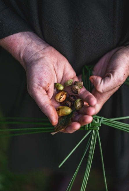 Hands full of foraged goods from foraging walks and tours 