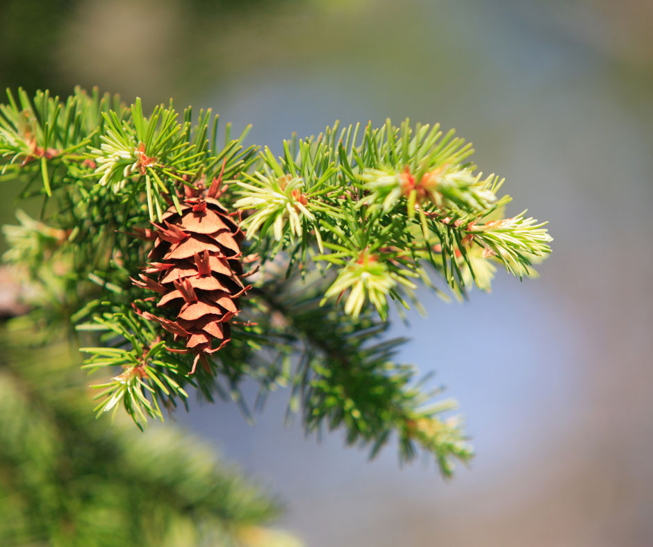 Douglas Fir branch with pine cone