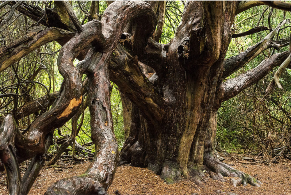 Bile Tree with large limbs
