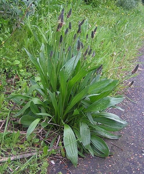 Ribwort – Slánlús