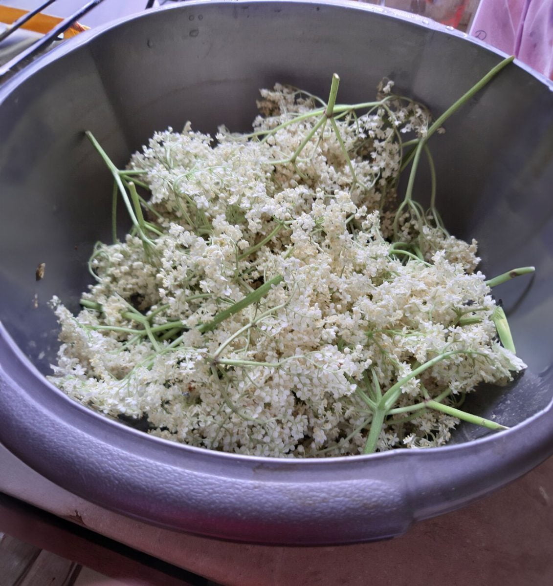 Elderflowers in a container