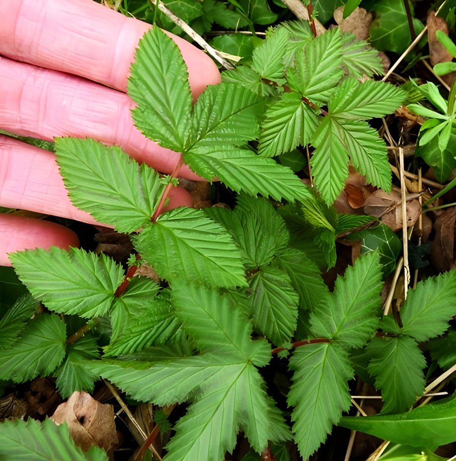 Meadowsweet leaves