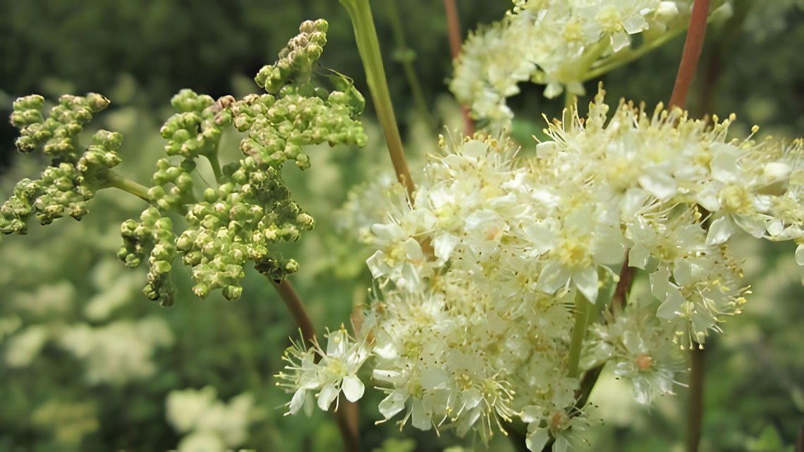 Meadowsweet flowers