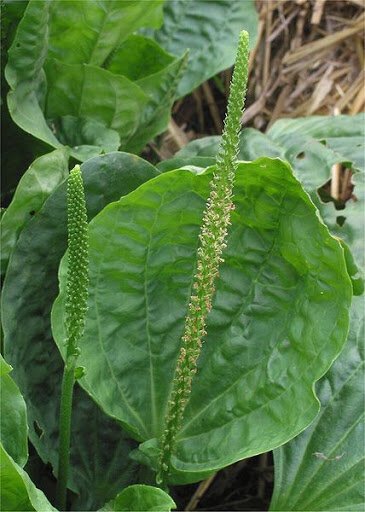 Plantain leaves