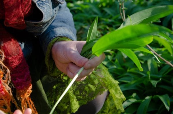 foraging for wild garlic foraging for wild garlic