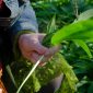 foraging for wild garlic